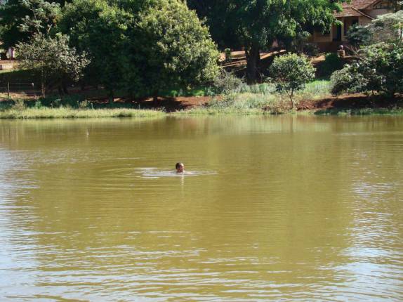 Refrescando-se no açude da fazenda em Ribeirão Preto - SP Refrescando-se no açude da fazenda em Ribeirão Preto - SP