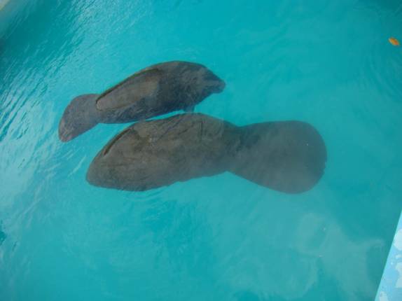 Tanque com dupla de Peixes-Boi, na ilha de Itamaracá - PE Tanque com dupla de Peixes-Boi, na ilha de Itamaracá - PE