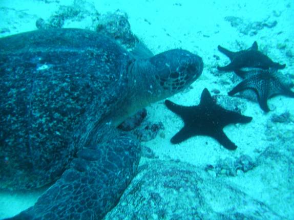 Tartaruga e estrelas-do-mar em mergulho na Isla Darwin, em Galápagos Tartaruga e estrelas-do-mar em mergulho na Isla Darwin, em Galápagos