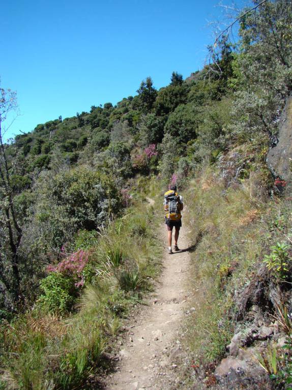 Trilha corta a região do páramo, no Parque Nacional de Chirripó, na Costa Rica Trilha corta a região do páramo, no Parque Nacional de Chirripó, na Costa Rica