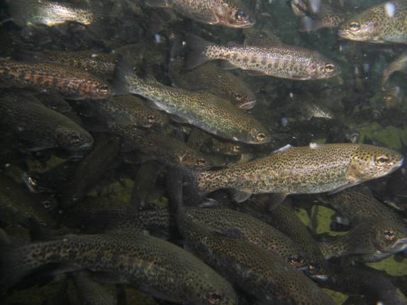 Trutas em tanque da Tecnotruta, em Ibitirama - ES Trutas em tanque da Tecnotruta, em Ibitirama - ES