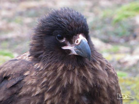 Um caracara nos observa em Steeple Jason, no noroeste das Ilhas Malvinas Um caracara nos observa em Steeple Jason, no noroeste das Ilhas Malvinas