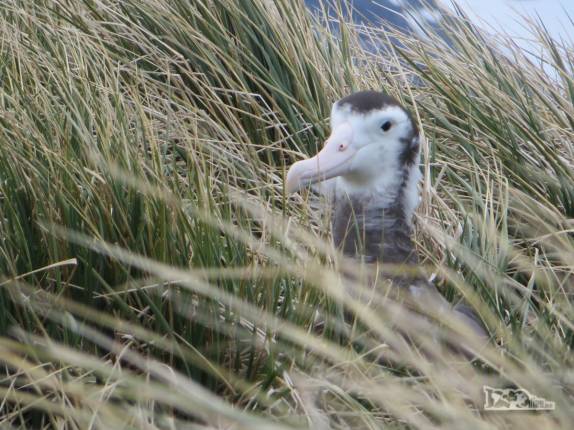 Um filhote de southern royal albatross na grama alta de Prion Island, na Geórgia do Sul Um filhote de southern royal albatross na grama alta de Prion Island, na Geórgia do Sul