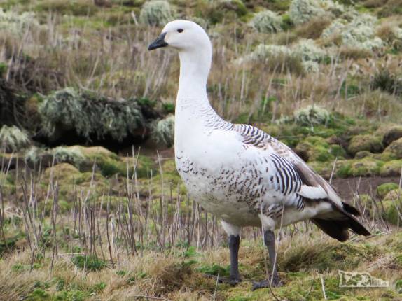 Um ganso upland, em Steeple Jason, no noroeste das Ilhas Malvinas Um ganso upland, em Steeple Jason, no noroeste das Ilhas Malvinas