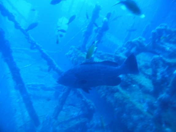 Um grande badejo nada na Corveta em Fernando de Noronha - PE Um grande badejo nada na Corveta em Fernando de Noronha - PE