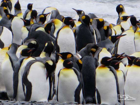 Um grupo colorido de piinguins Rei, em Salisbury Plain, na Geórgia do Sul Um grupo colorido de piinguins Rei, em Salisbury Plain, na Geórgia do Sul