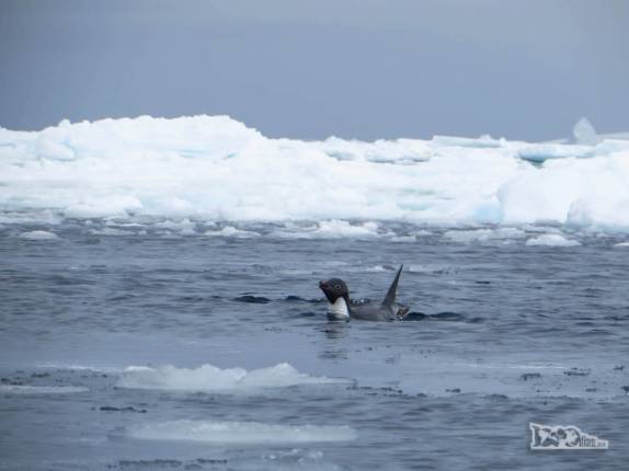 Um pinguim adelie nada nas águas geladas de Kinnes Cove, na Antártida Um pinguim adelie nada nas águas geladas de Kinnes Cove, na Antártida