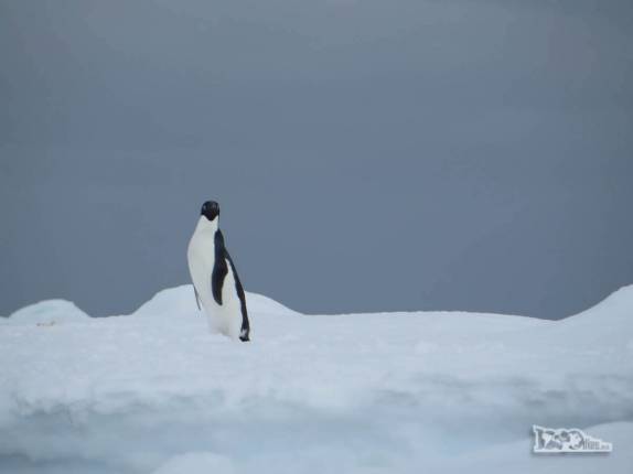 Um pinguim adelie nos observa em Kinnes Cove, na Antártida Um pinguim adelie nos observa em Kinnes Cove, na Antártida