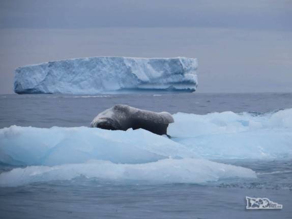 Uma foca leopardo descansa em bloco de gelo com um enorme iceberg ao fundo, em Point Wild, em Elephant Island, na Antártida Uma foca leopardo descansa em bloco de gelo com um enorme iceberg ao fundo, em Point Wild, em Elephant Island, na Antártida