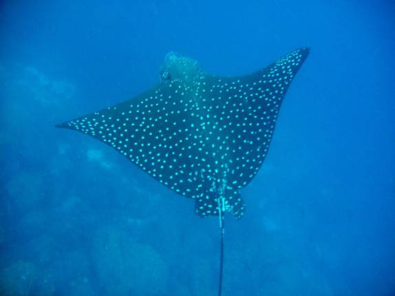 Uma linda arraia-chita em mergulho na Isla Darwin, em Galápagos Uma linda arraia-chita em mergulho na Isla Darwin, em Galápagos