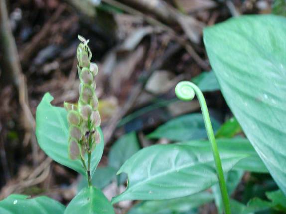Vegetação na Juréia - SP Vegetação na Juréia - SP