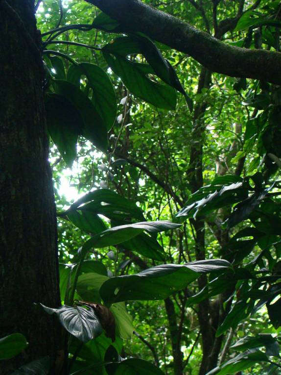 Vegetação na Juréia - SP Vegetação na Juréia - SP