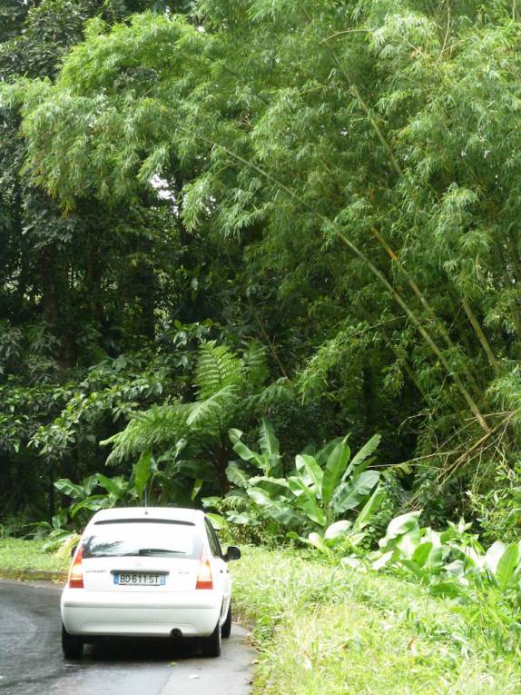 Viajando pela bela Route de La Trace, no norte d Martinica Viajando pela bela Route de La Trace, no norte d Martinica