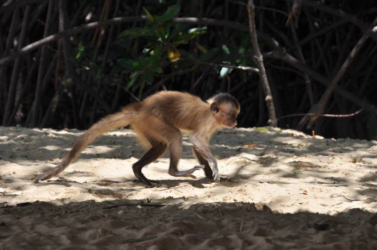 Conheça Antônio, o macaco-prego que faz sucesso em Balneário Camboriú