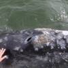 Acariciando baleia Cinzenta na Baía Magdalena, região de Puerto López Mateos, na Baja California - México