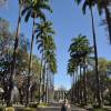 Alameda das Palmeiras Imperiais, na Praça da Liberdade, em Belo Horizonte - MG