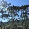 Araucárias no Vale do Matutu - MG