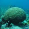 Enorme coral-cérebro em Speyside - Tobago