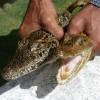 Nosso guia segura jacarés na Isla de la Juventud, em Cuba