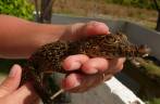 A Ana segura um filhote de jacaré em criadero na Isla de la Juventud, em Cuba