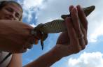 A Ana segura um filhote de jacaré em criadero na Isla de la Juventud, em Cuba