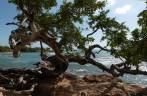 A linda e respeitosa árvore nas pedras de praia em Treasure Beach, no litoral sul da Jamaica A linda e respeitosa árvore nas pedras de praia em Treasure Beach, no litoral sul da Jamaica