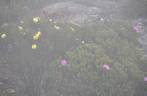 A neblina tenta esconder a planta com flores rosas e amarelas, no Pico do Itambé, na região de Capivari - MG