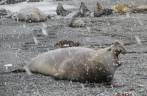 A neve na praia de Fortuna Bay parece incomodar o elefante-marinho (Geórgia do Sul)