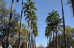 Alameda das Palmeiras Imperiais, na Praça da Liberdade, em Belo Horizonte - MG