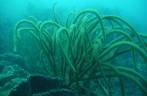 Alga em mergulho em Speyside - Tobago