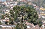 Araucária em Ouro Preto - MG