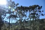 Araucárias no Vale do Matutu - MG