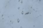 As inconfundiveis pegadas de pinguins na neve, no nosso caminho para Stromness, na Geórgia do Sul As inconfundiveis pegadas de pinguins na neve, no nosso caminho para Stromness, na Geórgia do Sul