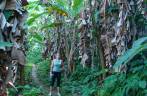 Atravessando um bananal na Trilha da Cassandoca em Ubatuba - SP