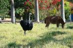 Avestruz e Mula dividindo o mesmo pasto na fazenda em Perdões - MG