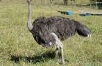 Avestruz na fazenda do Aroldo e Ana Elisa, em Perdões - MG