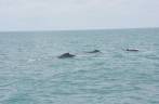Baleias avistadas do barco em direção à Abrolhos - BA