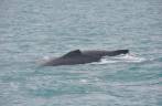 Baleias avistadas do barco em direção à Abrolhos - BA
