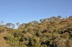 Bosque de Candeias, na descida do Pico do Papagaio no Vale do Matutu - MG