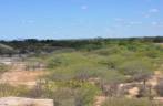 Caatinga vista do alto do Serrote do Urubu, próximo à Petrolina - PE Caatinga vista do alto do Serrote do Urubu, próximo à Petrolina - PE