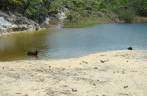 Cachorros refrescam-se em lagoa na caminhada entre Caraíva e o Espelho - BA
