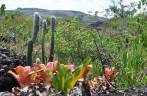 Cactus, na trilha para o Lapão, em Lençóis, na Chapada Diamantina - BA
