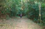Caminhando na sombra da Mata Atlântica na Trilha do Bonete em Ilha Bela - SP