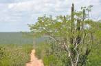 Caminho na caatinga para o Raso da Catarina, região de Paulo Afonso - BA