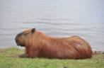 Capivara no Parque Barigui, em Curitiba - PR Capivara no Parque Barigui, em Curitiba - PR