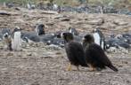 Caracaras vigiam um grupo de pinguins gentoo em busca de alguma oportunidade, em Steeple Jason, no noroeste das Ilhas Malvinas