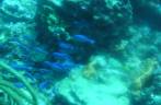 Cardume de peixes azuis durante mergulho em em Speyside - Tobago