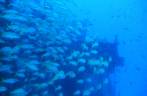Cardume de peixes na Corveta, em Fernando de Noronha - PE Cardume de peixes na Corveta, em Fernando de Noronha - PE