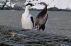 Casal de shags imperiais em Gold Harbour, na Geórgia do Sul Casal de shags imperiais em Gold Harbour, na Geórgia do Sul