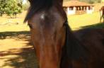 Cavalo na fazenda em Ribeirão Preto - SP